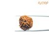 4-Mukhi-Rudraksha-Nepal-19.15-Mm-Bp-C.jpg