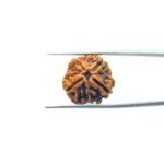 4-Mukhi-Rudraksha-Nepal-19.15-MM-MP-C.jpg