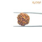 4-Mukhi-Rudraksha-Nepal-19.15-MM-RP-C.jpg