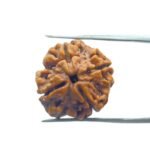 4 Mukhi Rudraksha Nepal - ( 19.20 MM )