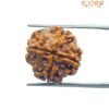 4 Mukhi Rudraksha Nepal - ( 19.20 Mm ) 14 4 Mukhi Rudraksha Nepal - ( 19.20 Mm )