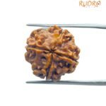 4 Mukhi Rudraksha Nepal - ( 19.20 MM )