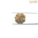 4-Mukhi-Rudraksha-Nepal-19.40-MM-BP-C.jpg