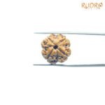 4-Mukhi-Rudraksha-Nepal-19.40-MM-FP-C-1.jpg