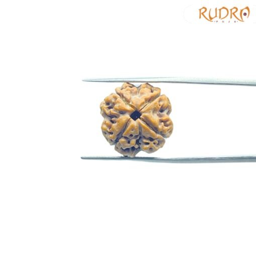 4-Mukhi-Rudraksha-Nepal-19.40-Mm-Fp-C.jpg