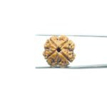 4-Mukhi-Rudraksha-Nepal-19.40-MM-MP-C.jpg
