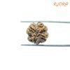 4-Mukhi-Rudraksha-Nepal-19.40-Mm-Rp-C.jpg