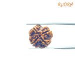 4-Mukhi-Rudraksha-Nepal-19.45-Mm-Bp-C.jpg