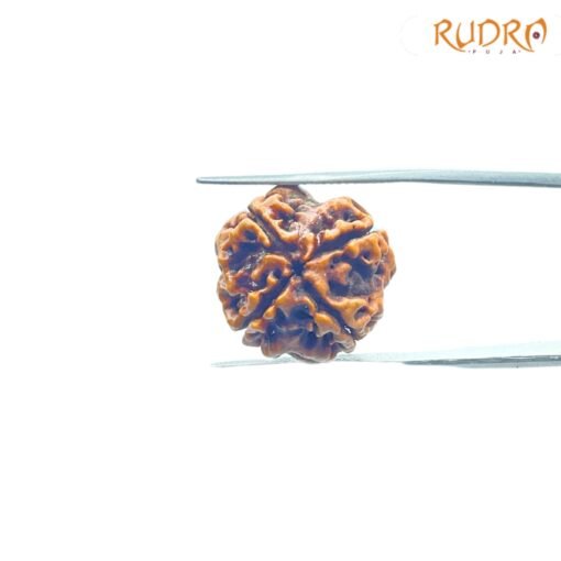 4-Mukhi-Rudraksha-Nepal-19.45-Mm-Bp-C.jpg