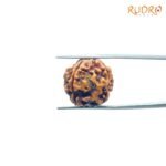 4-Mukhi-Rudraksha-Nepal-19.45-Mm-Fp-C.jpg