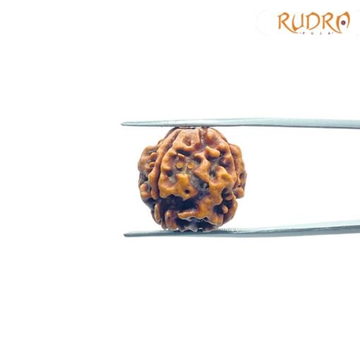 4-Mukhi-Rudraksha-Nepal-19.45-Mm-Fp-C.jpg