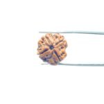 4-Mukhi-Rudraksha-Nepal-19.45-MM-MP-C.jpg