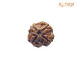 4-Mukhi-Rudraksha-Nepal-19.45-MM-RP-C.jpg