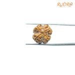 4-Mukhi-Rudraksha-Nepal-19.50MM-BP-C.jpg