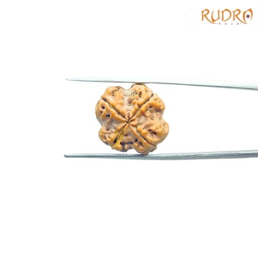4-Mukhi-Rudraksha-Nepal-19.50Mm-Lp-C.jpg