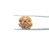 4-Mukhi-Rudraksha-Nepal-19.50MM-MP-C.jpg