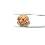 4-Mukhi-Rudraksha-Nepal-19.50MM-MP-C.jpg