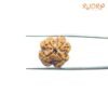 4-Mukhi-Rudraksha-Nepal-19.50Mm-Rp-C.jpg