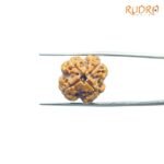 4-Mukhi-Rudraksha-Nepal-19.50Mm-Rp-C.jpg