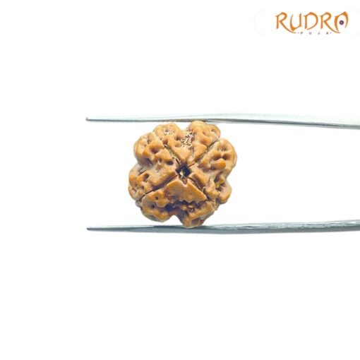 4-Mukhi-Rudraksha-Nepal-19.50Mm-Rp-C.jpg