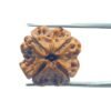 4 Mukhi Rudraksha Nepal - ( 19.60 Mm )