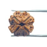 4 Mukhi Rudraksha Nepal - ( 19.60 MM )