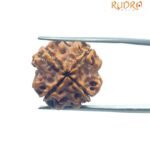 4 Mukhi Rudraksha Nepal - ( 19.60 MM )