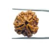 4 Mukhi Rudraksha Nepal - ( 19.70 Mm )