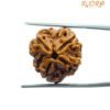 4 Mukhi Rudraksha Nepal - ( 19.70 Mm )