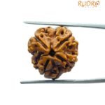 4 Mukhi Rudraksha Nepal - ( 19.70 MM )