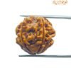 4 Mukhi Rudraksha Nepal - ( 19.70 Mm )