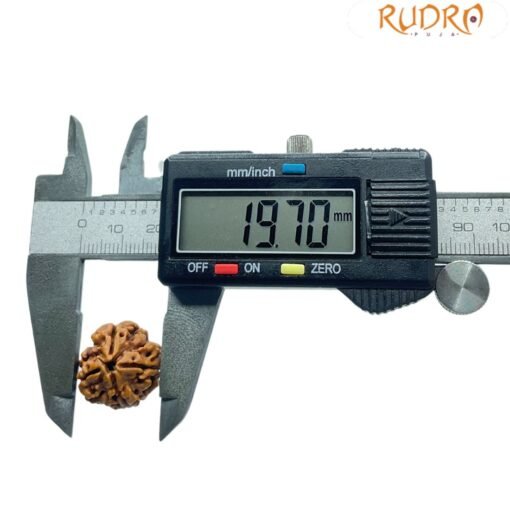 4 Mukhi Rudraksha Nepal - ( 19.70 MM )