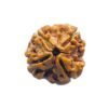 4 Mukhi Rudraksha Nepal - ( 19.70 Mm )