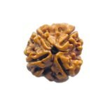 4 Mukhi Rudraksha Nepal - ( 19.70 Mm )