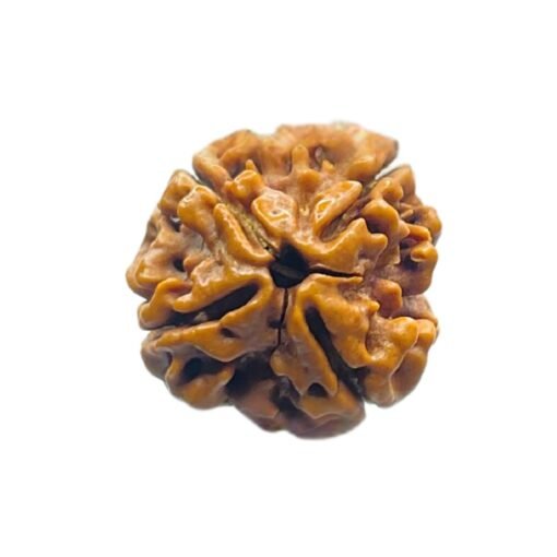 4 Mukhi Rudraksha Nepal - ( 19.70 MM )