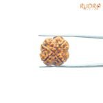 4 Mukhi Rudraksha Nepal - ( 19.76 Mm )
