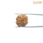 4-Mukhi-Rudraksha-Nepal-19.76-Mm-Fp-C.jpg