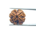 4 Mukhi Rudraksha Nepal - ( 19.80 MM )