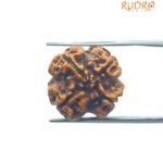 4 Mukhi Rudraksha Nepal - ( 19.80 MM )