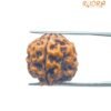 4 Mukhi Rudraksha Nepal - ( 19.80 Mm ) 15 4 Mukhi Rudraksha Nepal - ( 19.80 Mm )