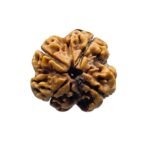 4 Mukhi Rudraksha Nepal - ( 19.85 Mm )