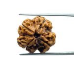 4 Mukhi Rudraksha Nepal - ( 19.85 MM )