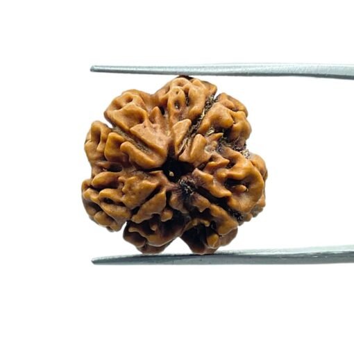 4 Mukhi Rudraksha Nepal - ( 19.85 Mm )