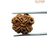 4 Mukhi Rudraksha Nepal - ( 19.85 MM )