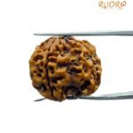 4 Mukhi Rudraksha Nepal - ( 19.85 Mm )