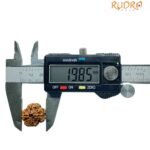 4 Mukhi Rudraksha Nepal - ( 19.85 Mm )