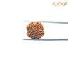 4 Mukhi Rudraksha Nepal - ( 19.30 Mm ) 12 4-Mukhi-Rudraksha-Nepal-19.90-Mm-Bp-C.jpg