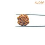 4-Mukhi-Rudraksha-Nepal-19.90-MM-BP-C.jpg