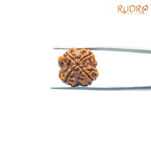 4-Mukhi-Rudraksha-Nepal-19.90-Mm-Bp-C.jpg