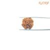 4 Mukhi Rudraksha Nepal - ( 19.30 Mm ) 14 4-Mukhi-Rudraksha-Nepal-19.90-Mm-Fp-C.jpg